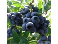 奥尼尔新鲜蓝莓鲜果头茬大果现摘现发基地直供批发 绿色原生态水果-- 泰安市泰山区华勤园艺场